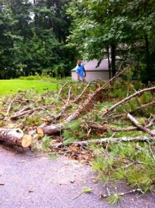 fallen tree limb in yard